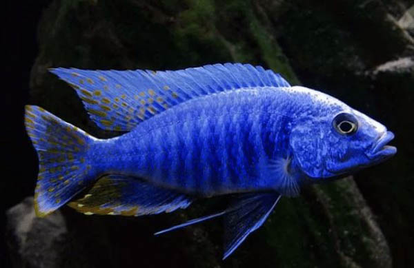 Cá Ali Xanh (Electric Blue Lab) Cá Ali Xanh (Electric Blue Lab)