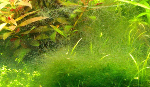 Rêu tảo xanh (Green Algae) Rêu tảo xanh (Green Algae)