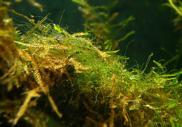 Rêu sừng hươu (Staghorn Algae) Rêu sừng hươu (Staghorn Algae)