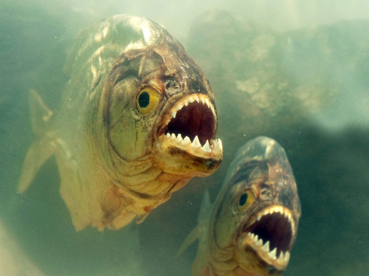 Tập tính sinh học của cá Piranha