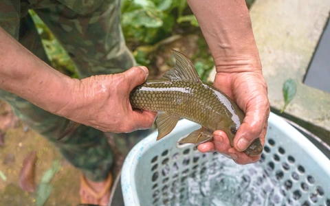 Cá dầm xanh là gì?