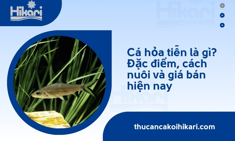 Cá hỏa tiễn là gì? Đặc điểm, cách nuôi và giá bán hiện nay