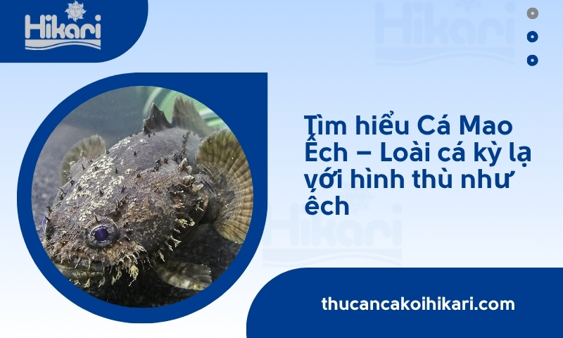 Cá mao ếch là gì? Đặc điểm, cách chăm sóc và giá bán