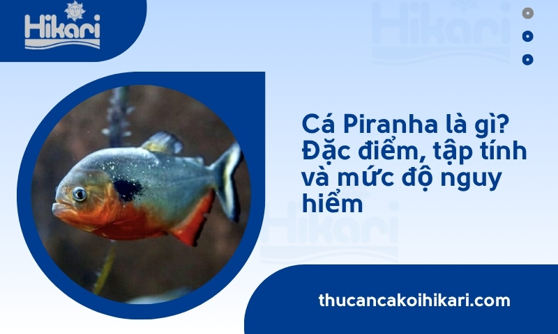 Cá Piranha​ là gì? Đặc điểm, tập tính và mức độ nguy hiểm