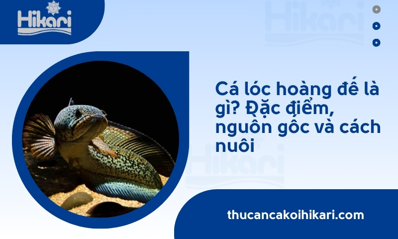 Cá lóc hoàng đế là gì? Đặc điểm, cách nuôi và giá bao nhiêu