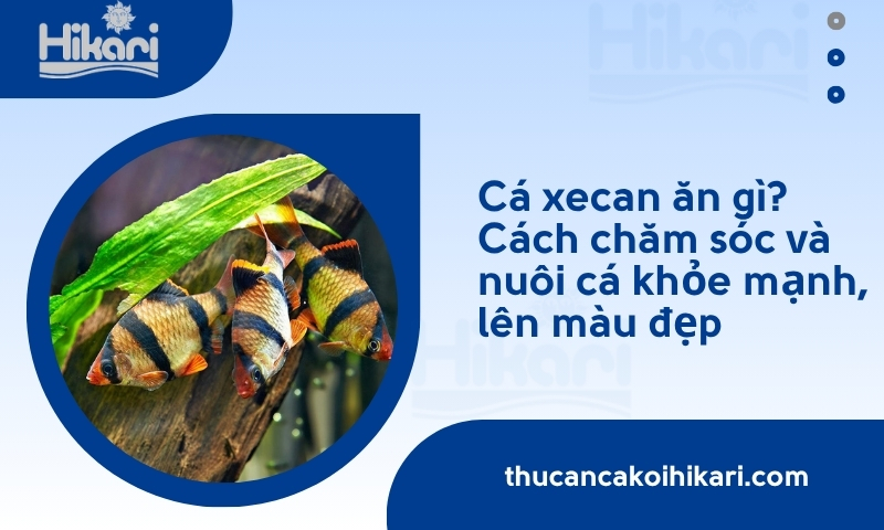 Cá Xecan​ là gì? Đặc điểm, cách chăm sóc và giá bán