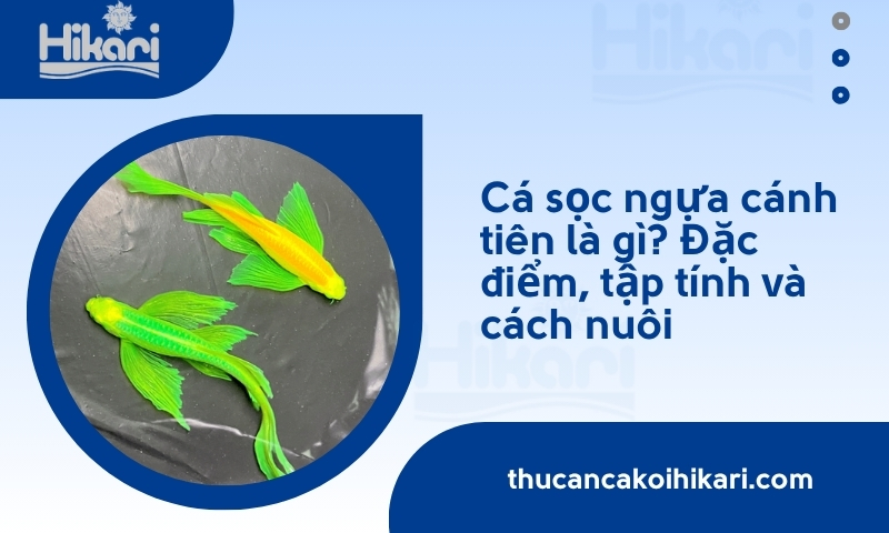 Cá sọc ngựa cánh tiên là gì? Đặc điểm, cách chăm sóc và giá bán