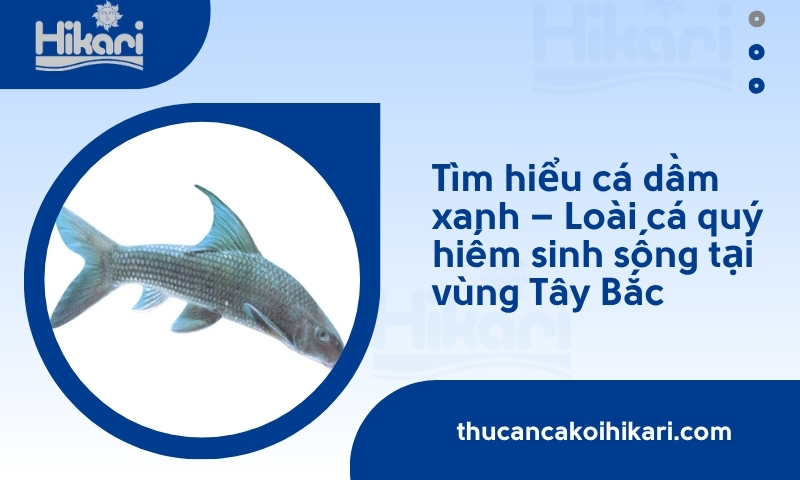 Cá dầm xanh là gì? Tìm hiểu tất tần tật về cá dầm xanh