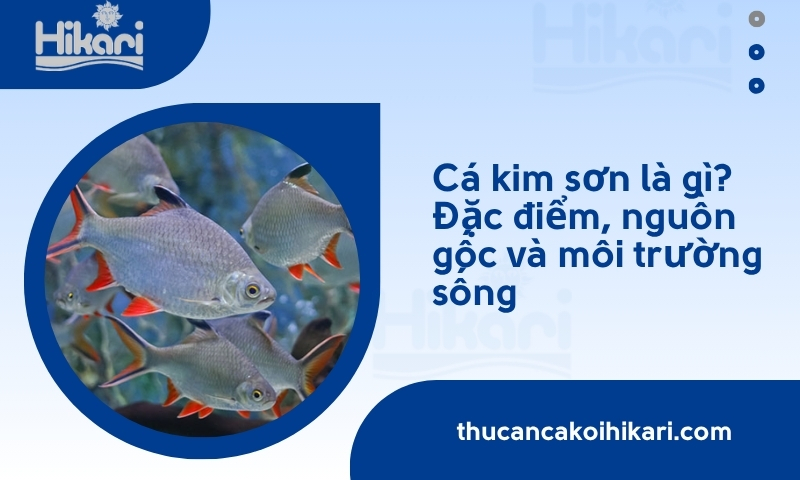Cá kim sơn​ là gì? Đặc điểm, cách chăm sóc và giá bán