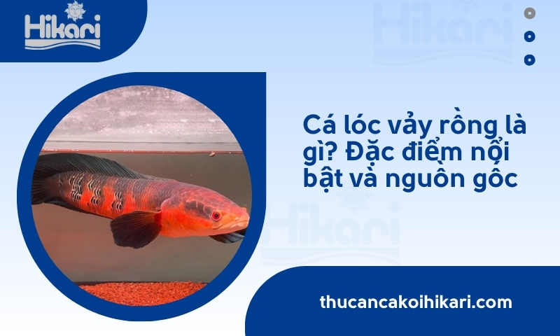 Cá lóc vảy rồng​ là gì? Đặc điểm, cách chăm sóc và giá bán