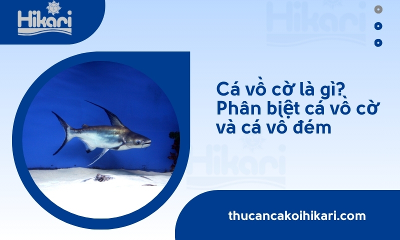 Cá vồ cờ​ là gì? Đặc điểm, cách nuôi dưỡng và giá bán