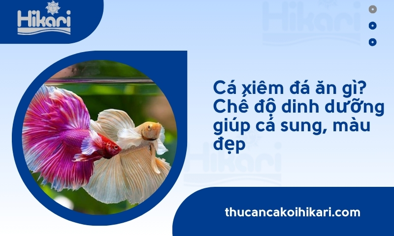 Cá xiêm đá​ là gì? Đặc điểm, cách nuôi dưỡng và giá bán