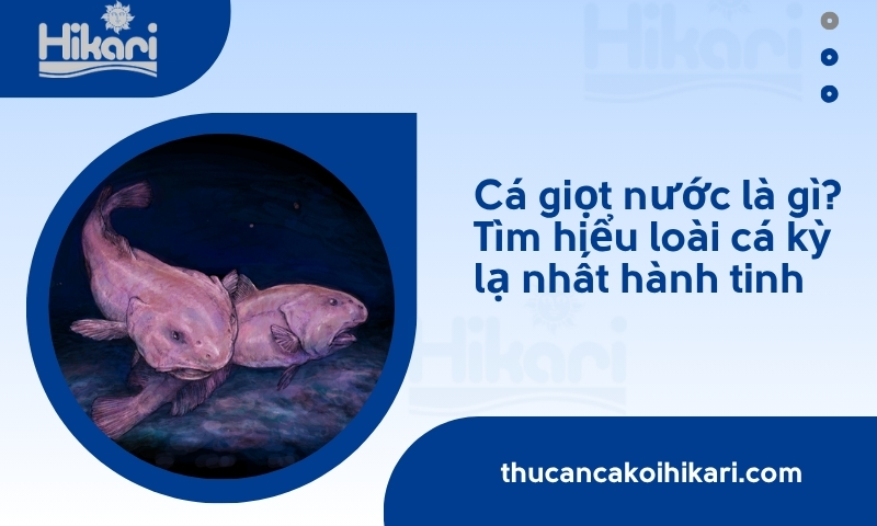 Cá giọt nước là gì? Tìm hiểu loài cá kỳ lạ nhất hành tinh