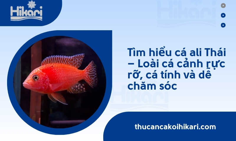 Tìm hiểu cá ali thái​ - Loài cá cảnh rực rỡ, cá tính và dễ chăm sóc
