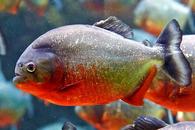 Cá Piranha​ là gì?