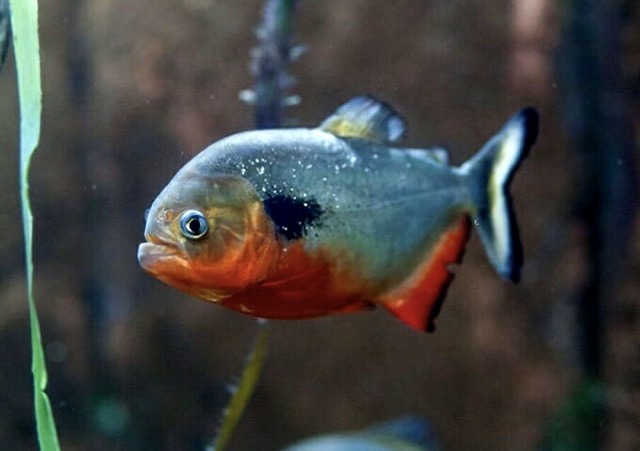 Kinh nghiệm nuôi cá piranha cảnh tại Việt Nam