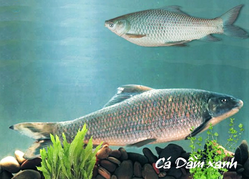 Hướng dẫn cách nuôi và chăm sóc cá dầm xanh đúng cách