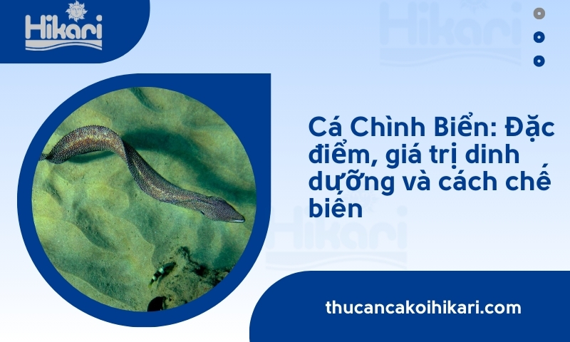 Cá Chình Biển: Đặc điểm, giá trị dinh dưỡng và cách chế biến
