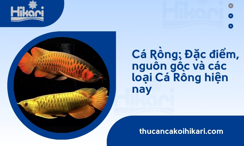 Trang chủ