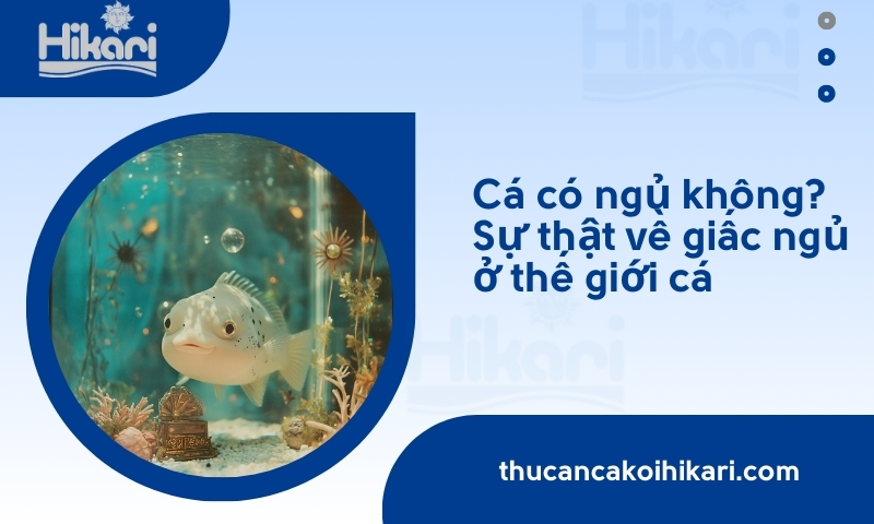 Trang chủ