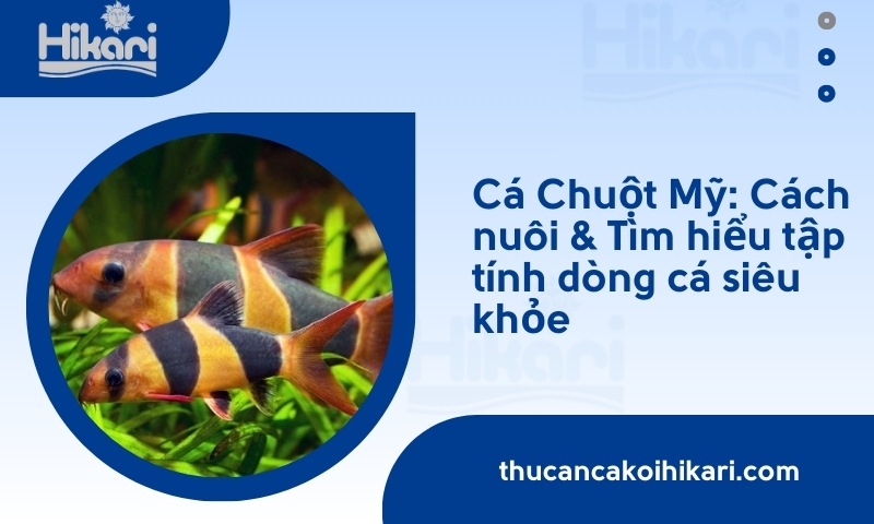Cá Chuột Mỹ: Cách nuôi & Tìm hiểu tập tính dòng cá siêu khỏe