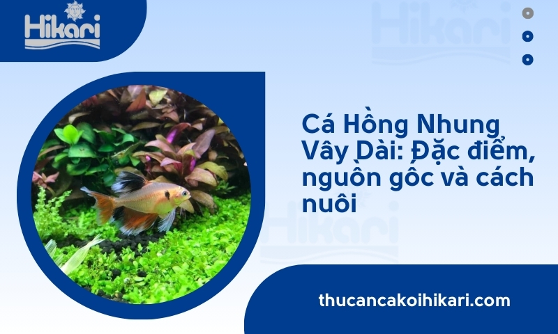 Trang chủ