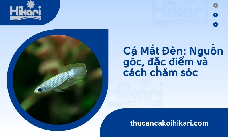 Trang chủ