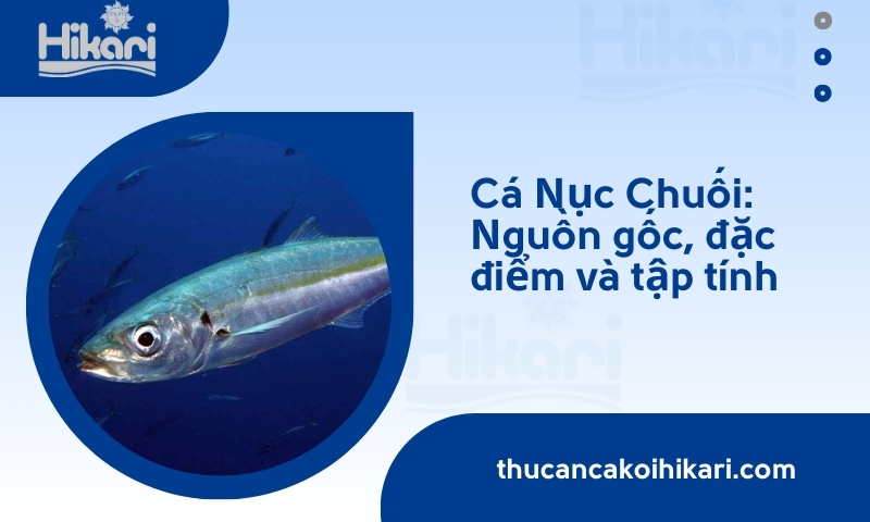 Trang chủ