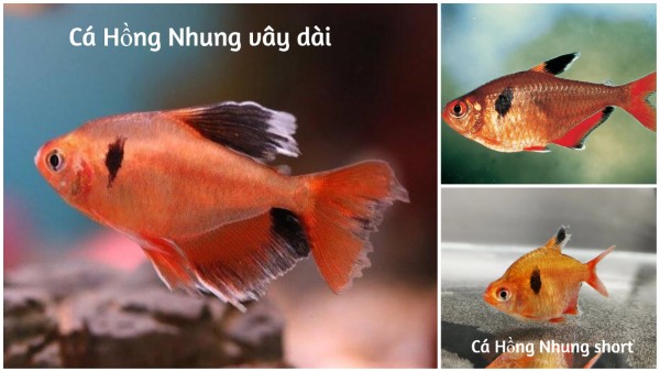 Cách phân biệt cá Hồng Nhung vây dài với các dòng cá Hồng Nhung khác