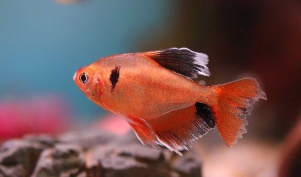 Cách chọn mua cá Hồng Nhung vây dài