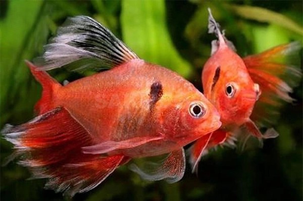 Các bệnh phổ biến ở cá Hồng Nhung vây dài và cách chăm sóc 