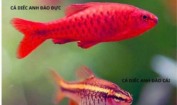 Cá diếc Anh Đào có hình dáng nhỏ gọn