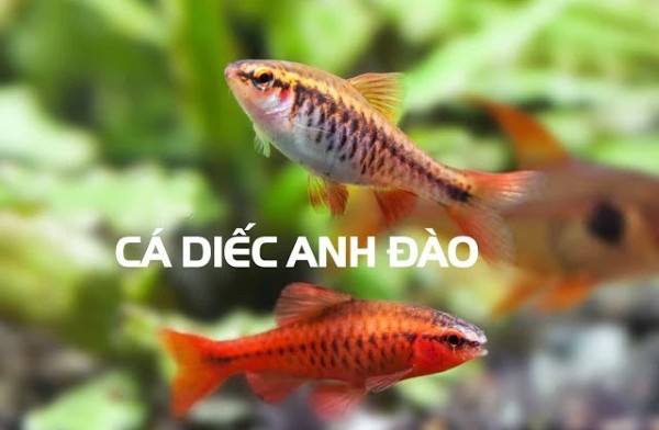 Các thắc mắc thường gặp về cá diếc anh đào