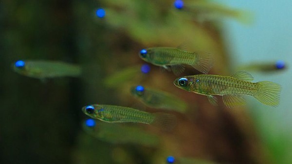 Cá mắt đèn là một loài cá nước ngọt nhỏ thuộc họ Cyprinidae