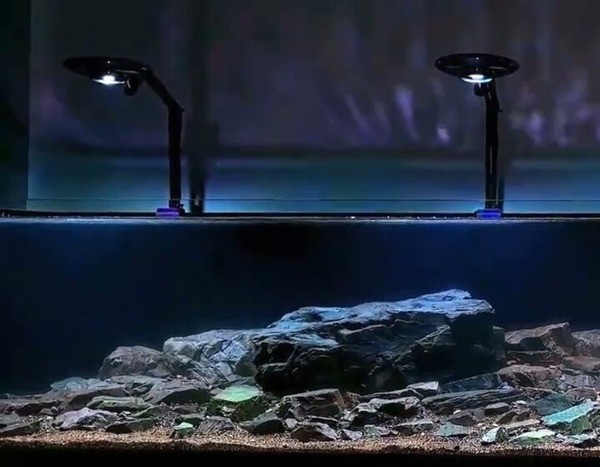 Điều kiện môi trường lý tưởng để nuôi cá mắt đèn