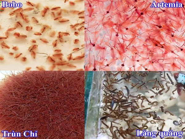 Các loại thức ăn dành cho cá mắt đèn