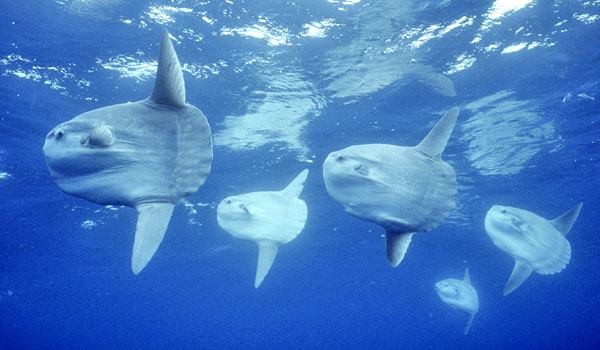 Cá mặt trăng có khả năng sinh sản với hàng trăm triệu trứng