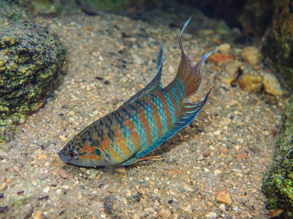 Cá thiên đường (Macropodus opercularis)