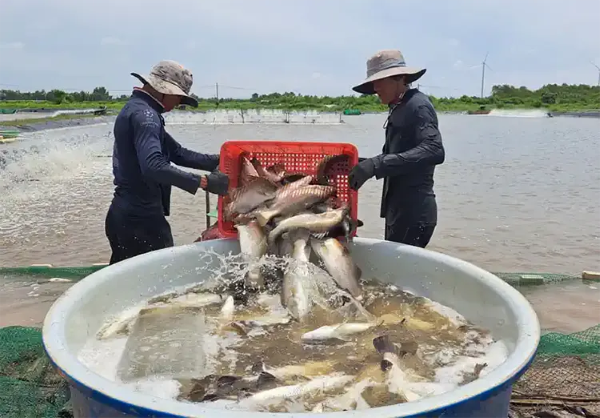 Cá vược được nuôi trong ao đất