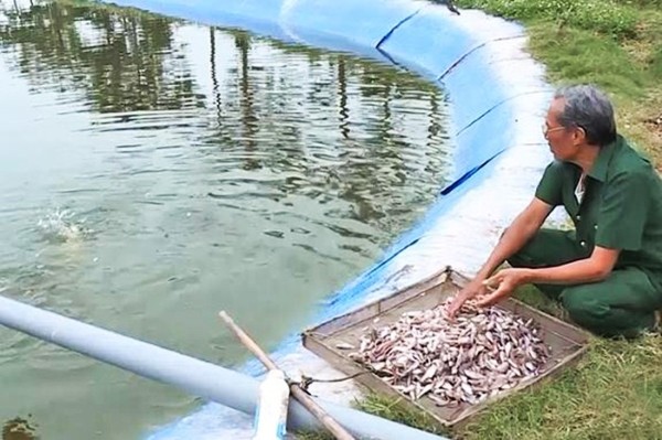 Chế độ dinh dưỡng phù hợp cho cá vược