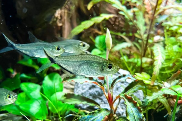 Môi trường phù hợp để nuôi cá cắt kéo là cực kỳ quan trọng