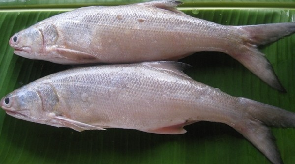 Cá chét là một loài cá biển họ Polynemidae