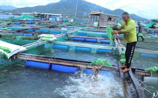 Cá chét với tiềm năng nuôi trồng bền vững góp phần giúp phát triển kinh tế