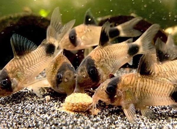 Cá Chuột Mỹ: Cách nuôi & Tìm hiểu tập tính dòng cá siêu khỏe 14 Chế độ dinh dưỡng và chăm sóc cá chuột Mỹ