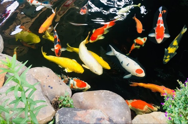 Cá có ngủ không? Sự thật về giấc ngủ ở thế giới cá 12 Ảnh hưởng của giấc ngủ tới sức khỏe và sự phát triển của cá