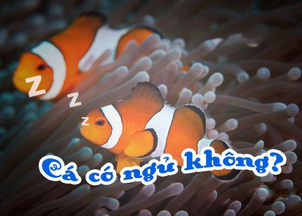 Cá có ngủ không? Sự thật về giấc ngủ ở thế giới cá 13 Các câu hỏi thường gặp về vấn đề cá có ngủ không