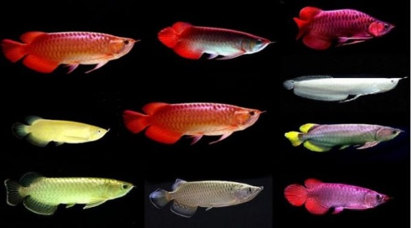 Cá Rồng: Đặc điểm, nguồn gốc và các loại Cá Rồng hiện nay 10 Cá rồng được phân chia thành nhiều dòng khác nhau