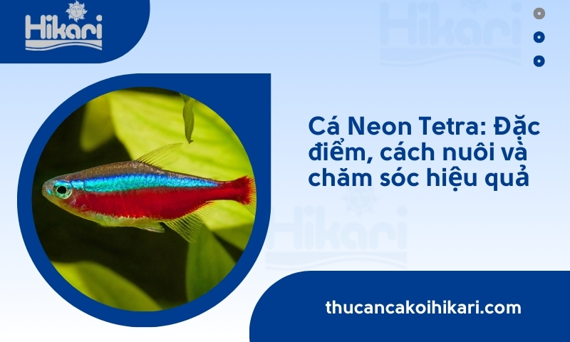 Cá Neon Tetra: Đặc điểm, cách nuôi và chăm sóc hiệu quả