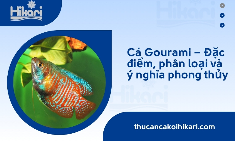 Cá Gourami – Đặc điểm, phân loại và ý nghĩa phong thủy