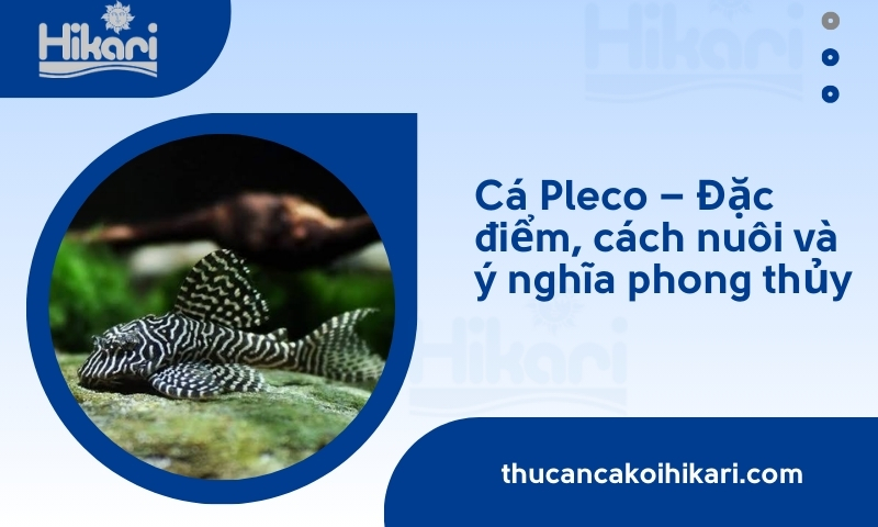 Cá Pleco – Đặc điểm, cách nuôi và ý nghĩa phong thủy